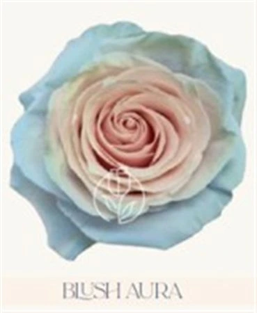 Ruža farbená Blush Aura, Ekvádor 50 cm