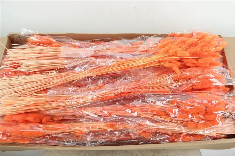 Lagurus Orange, sušené 70 cm
