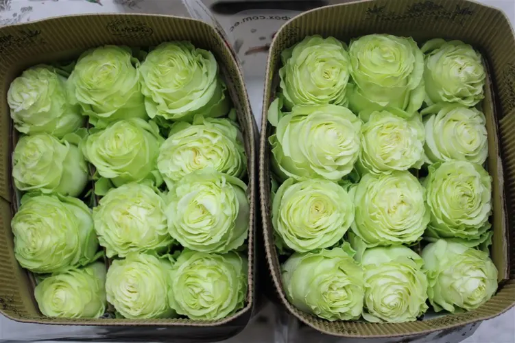 Rosa Gr Ec Wasabi 50 cm