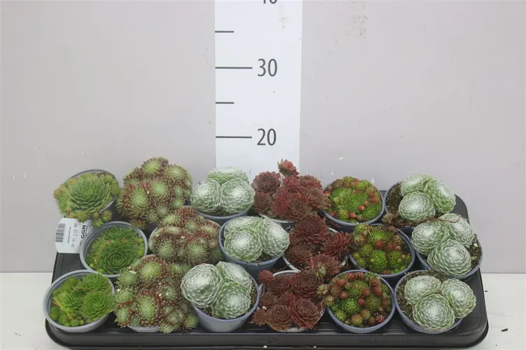 Sempervivum Gemengd črepník 9 cm
