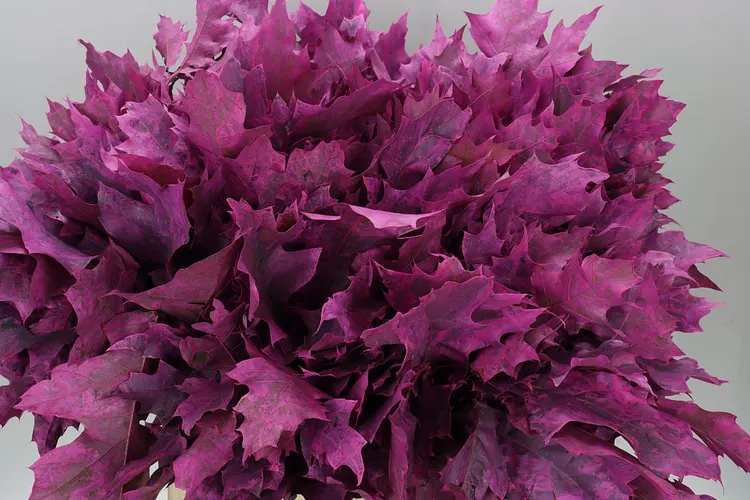 Quercus Rubra Cerise 20st 80 cm