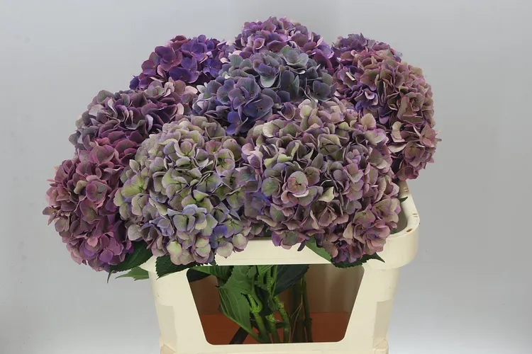 Hyd Opera Classic 80 cm