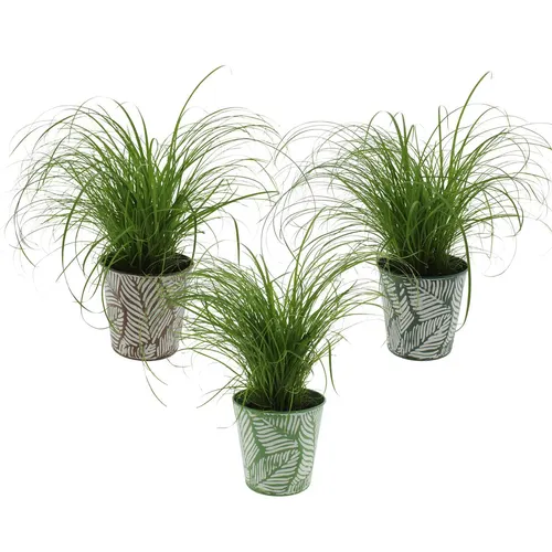 Cyperus 'zumula In Sierpot Zink 3 Kleuren črepník 12 cm