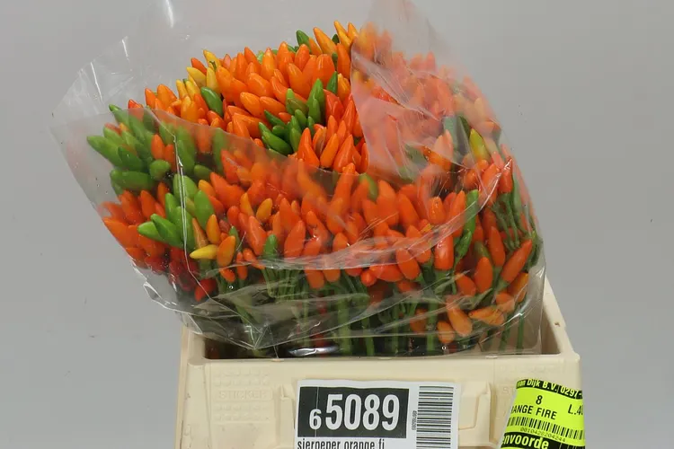 Okrasná paprika Orange Fire 40 cm