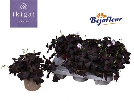 Oxalis Triangularis črepník 12 cm