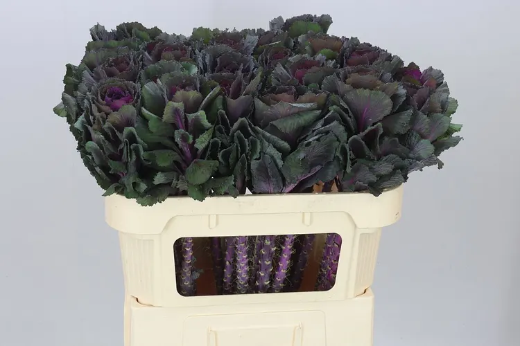 Brassica Elegance 70 cm