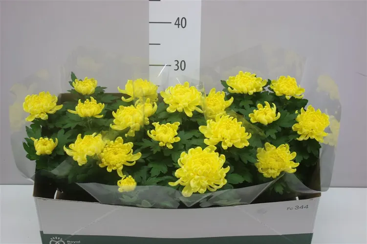 Chryzantéma črepníková Deco žltá v miske črepník 23 cm
