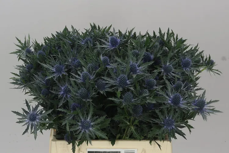 Eryngium Orion 40 cm