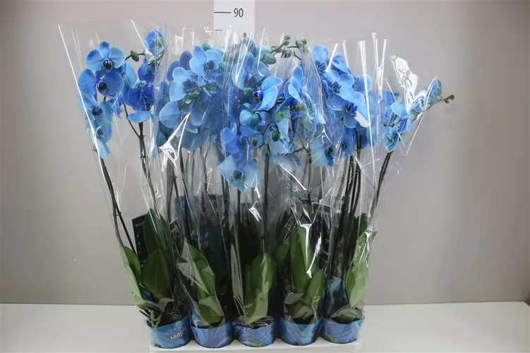 Orchidea Phalaenopsis Royal Blue, 2 výhony črepník 12 cm