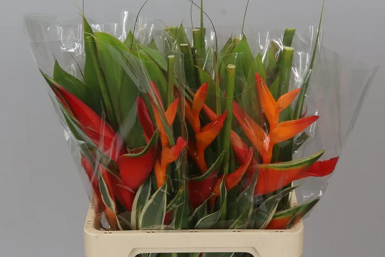 Heliconia Bq Petit 60 cm