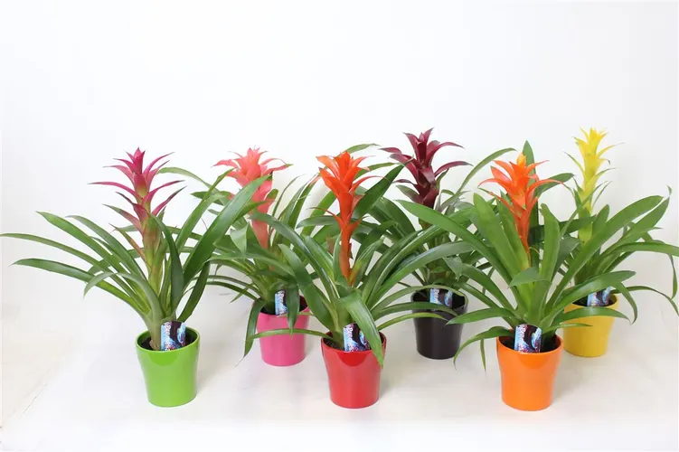 Guzmania Mix In Anna Keramiek črepník 12 cm