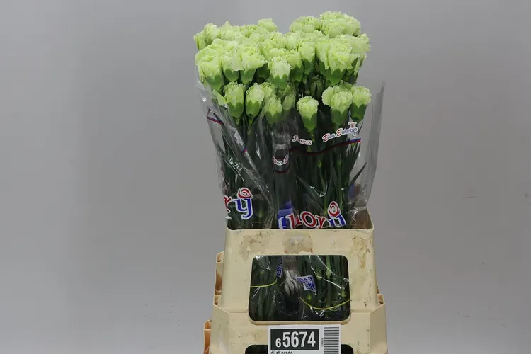 Di St Col. Green Prado 70 cm