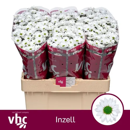 Sant Inzell 55 cm