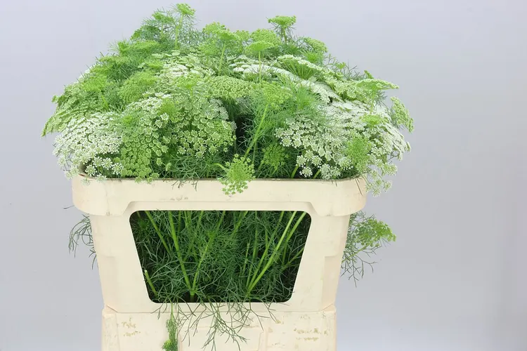 Ammi Vi Casablanca 70 cm