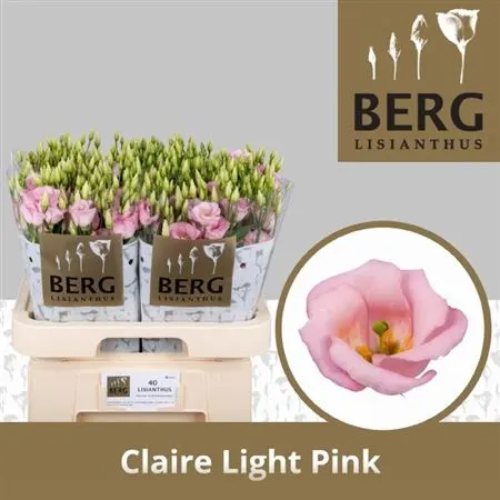 Eust En Claire L Pink 72 cm
