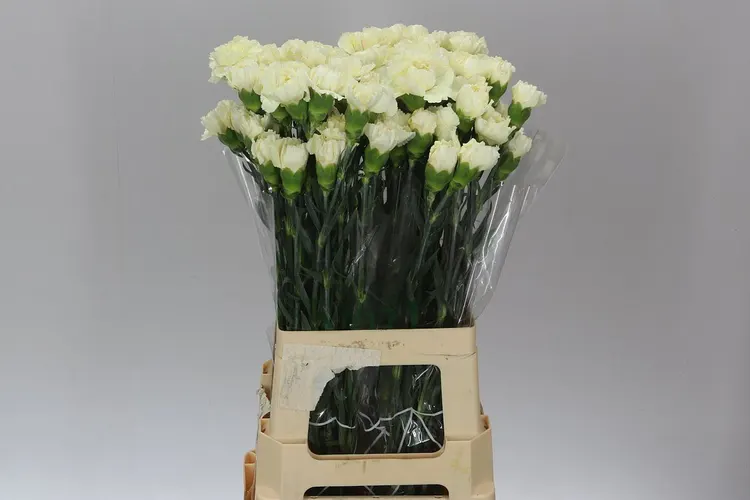 Karafiát Cream 65 cm