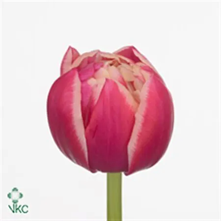 Tulipa Du Columbus