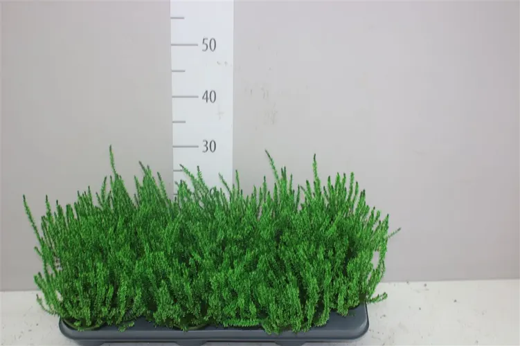 Calluna Geverfd Groen črepník 9,5 cm