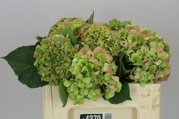 Hortenzia Verena Green Red Classic 50 cm