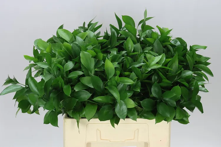 Ruskus Groot 60 cm