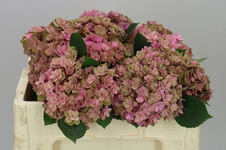 Hyd Kiss Classic 50 cm