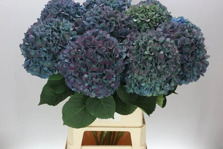 Hyd Pimpernel Classic 100 cm