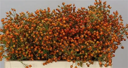 Rozenbottel Prinsberry Oran 60 cm