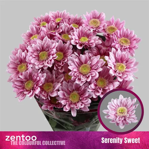 Chr T Serenity Sweet 70 cm