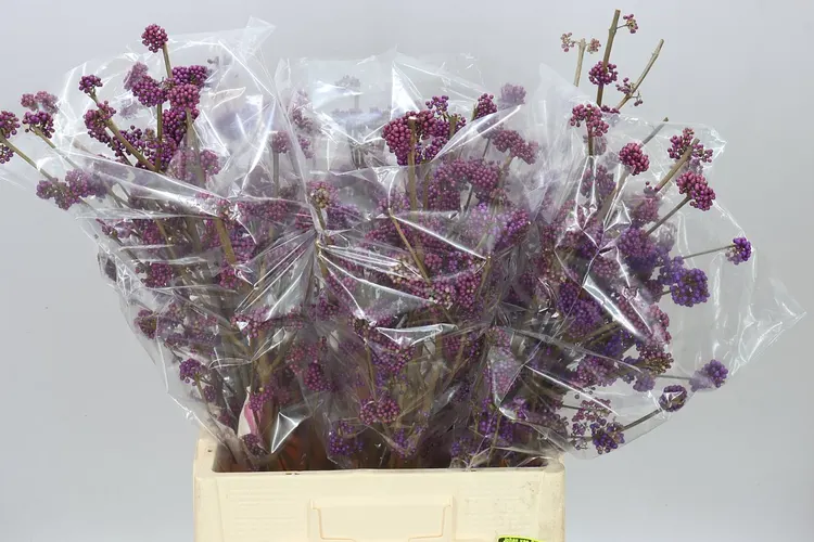 Callicarpa Bod Profusion 60 cm