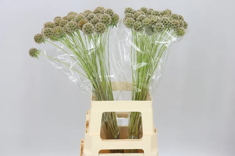 Scabiosa Stellata 70 cm