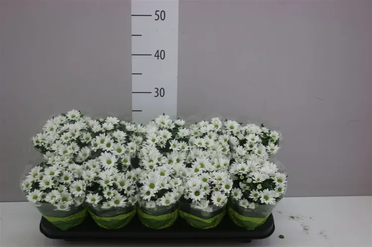 Chrysanth Swifty White črepník 10,5 cm
