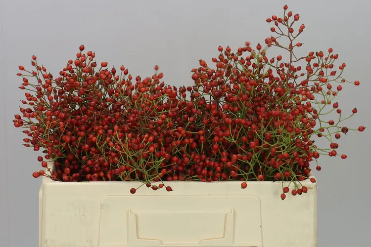 Rozenbottel Prinsberry Red 50 cm