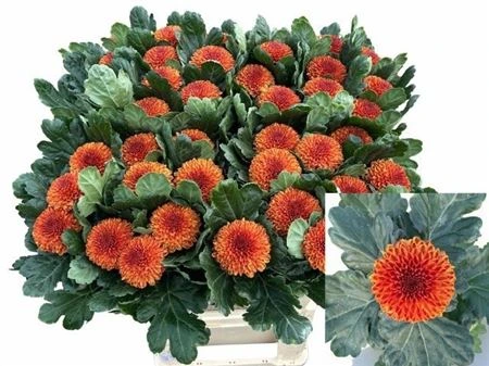 Chryzantéma veľkokvetá Kiev Bicolour 80 cm