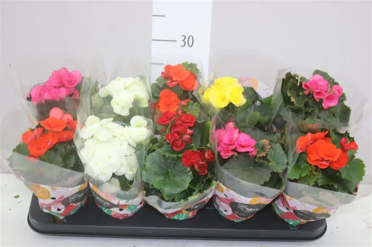 Begonia Du Gemengd črepník 9 cm