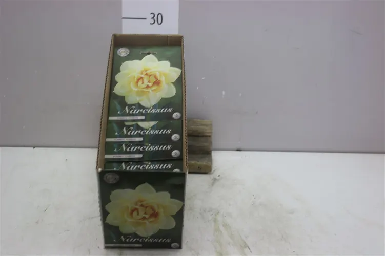 Bol Narcis Double Romantic Paradise X5