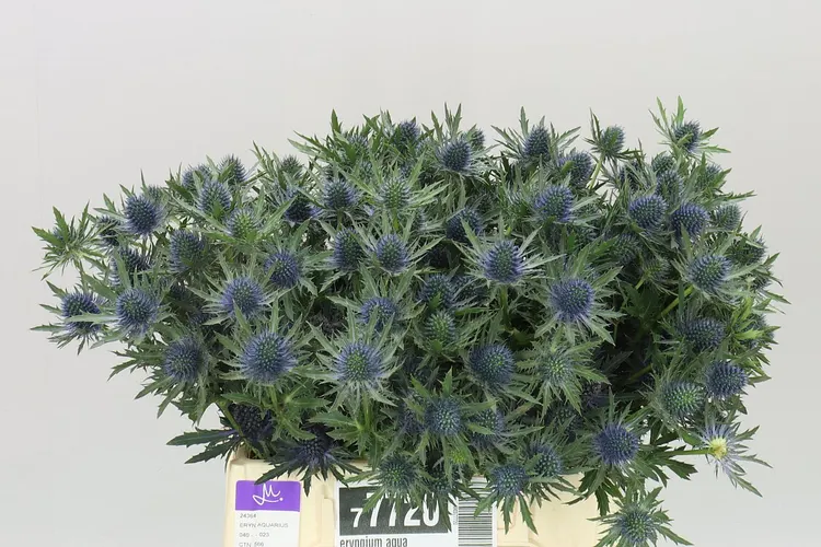 Eryngium Aqua 40 cm