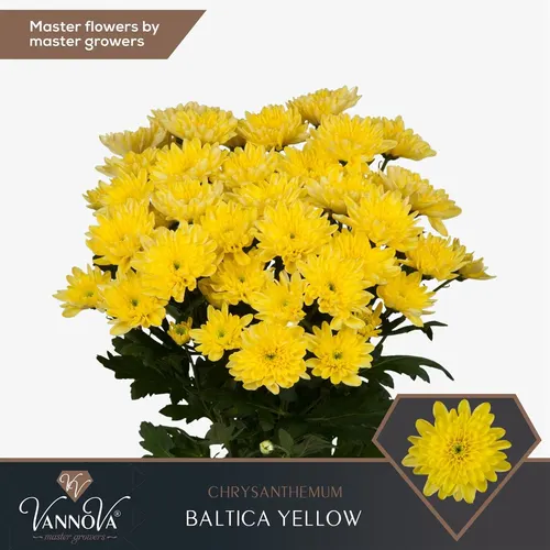 Chr T Baltica Yellow 70 cm