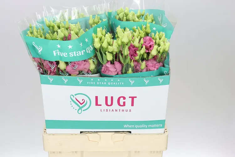 Eust Du Alissa Rose Pink X50 72 cm