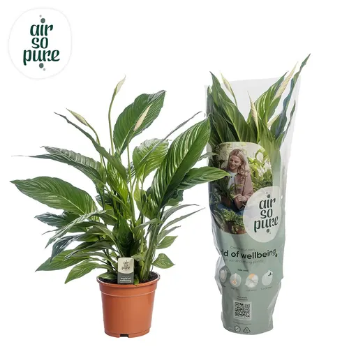 Spathiphyllum Vivaldi Air So Pure črepník 17 cm