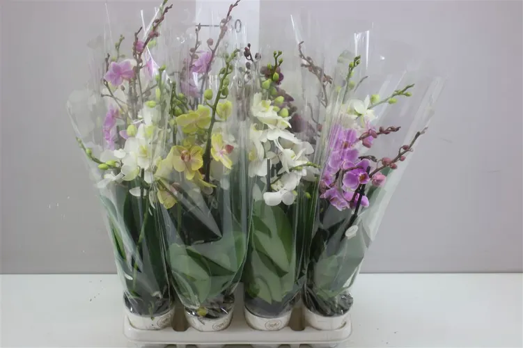 Orchidea Phalaenopsis Midi mix, 3 výhony črepník 9 cm