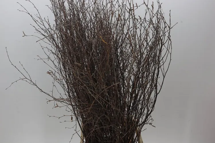 Berk Naturel 120 cm