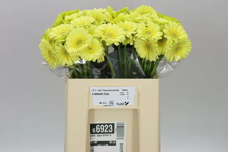 Germ. Aqua Lemon Ice 50 cm