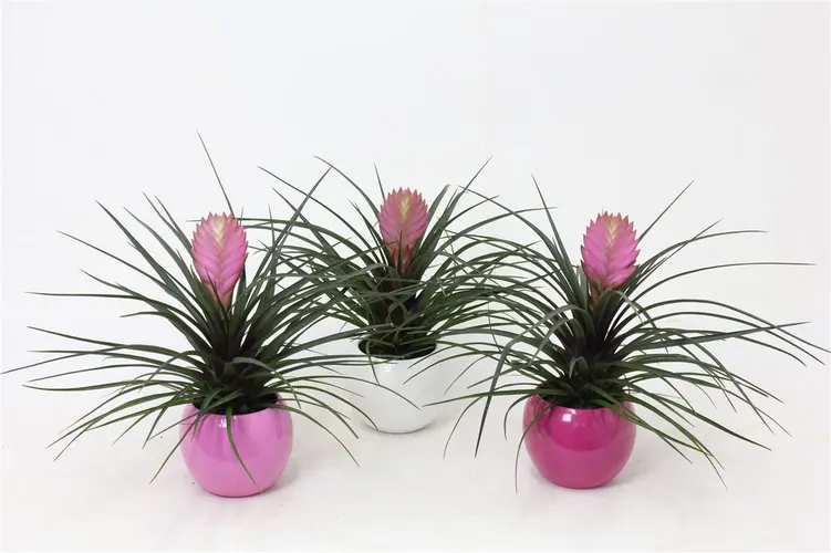 Tillandsia In Lisa Bolpot črepník 11 cm