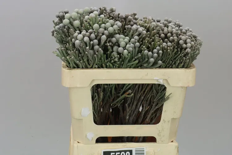 Kaaps Brunia Silver 50 cm