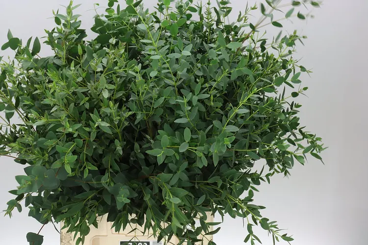 Igg Euc Parvifolia X10 Stems 60 cm