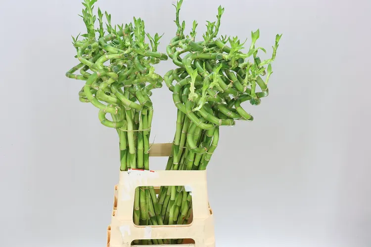 Lucky Bamboo Twisted 70 cm