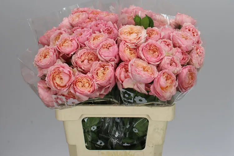 Rosa Tr Julietta 60 cm