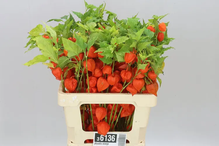 Physalis Orange 60 cm