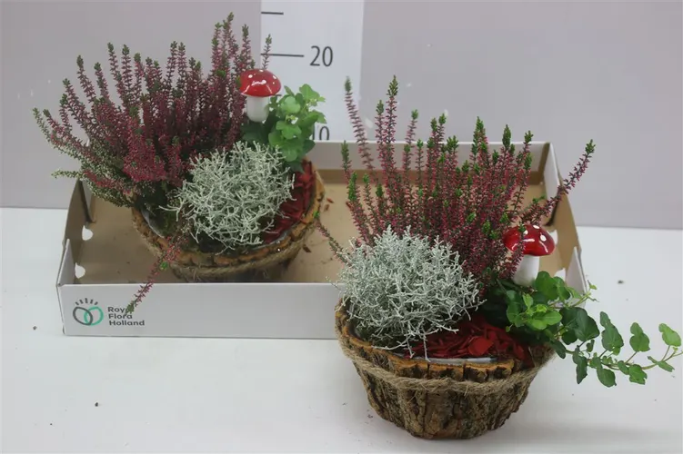 Arr Tuinplanten In Boomschorsbak Met Touwrand črepník 20 cm
