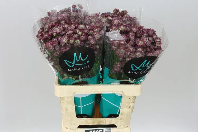Astrantia Star Of Joy 60 cm